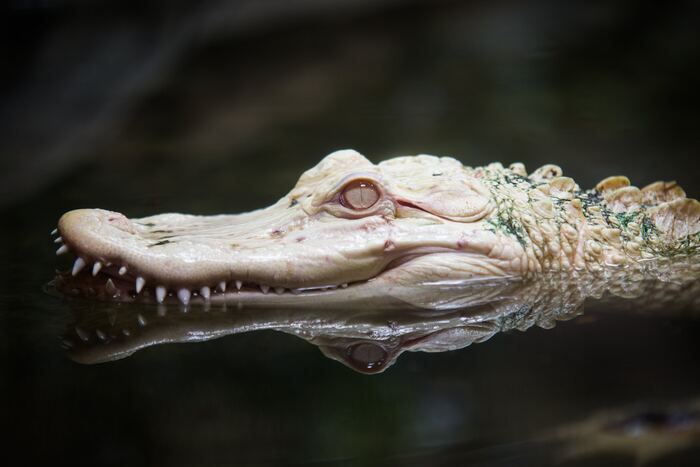 A pale albino alligator resting at the surface of dark water