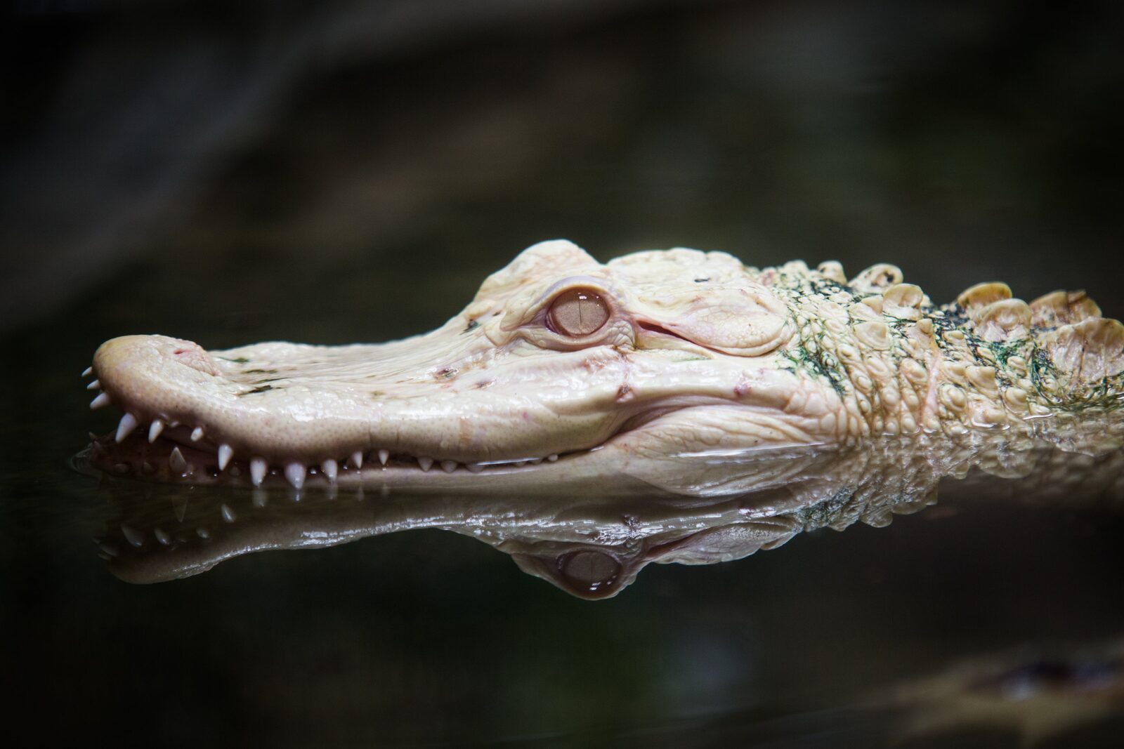 An albino alligator with pale skin resting at the surface