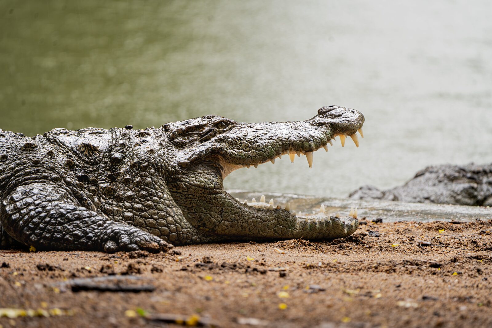 A crocodile resting on a riverbank with its mouth open