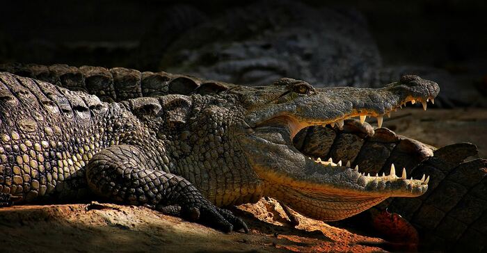 A crocodile with jaws open showing interlocking teeth