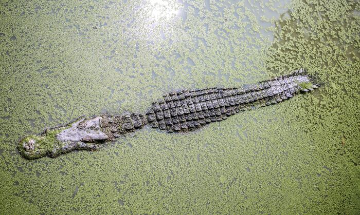 An alligator half hidden in algae-covered water