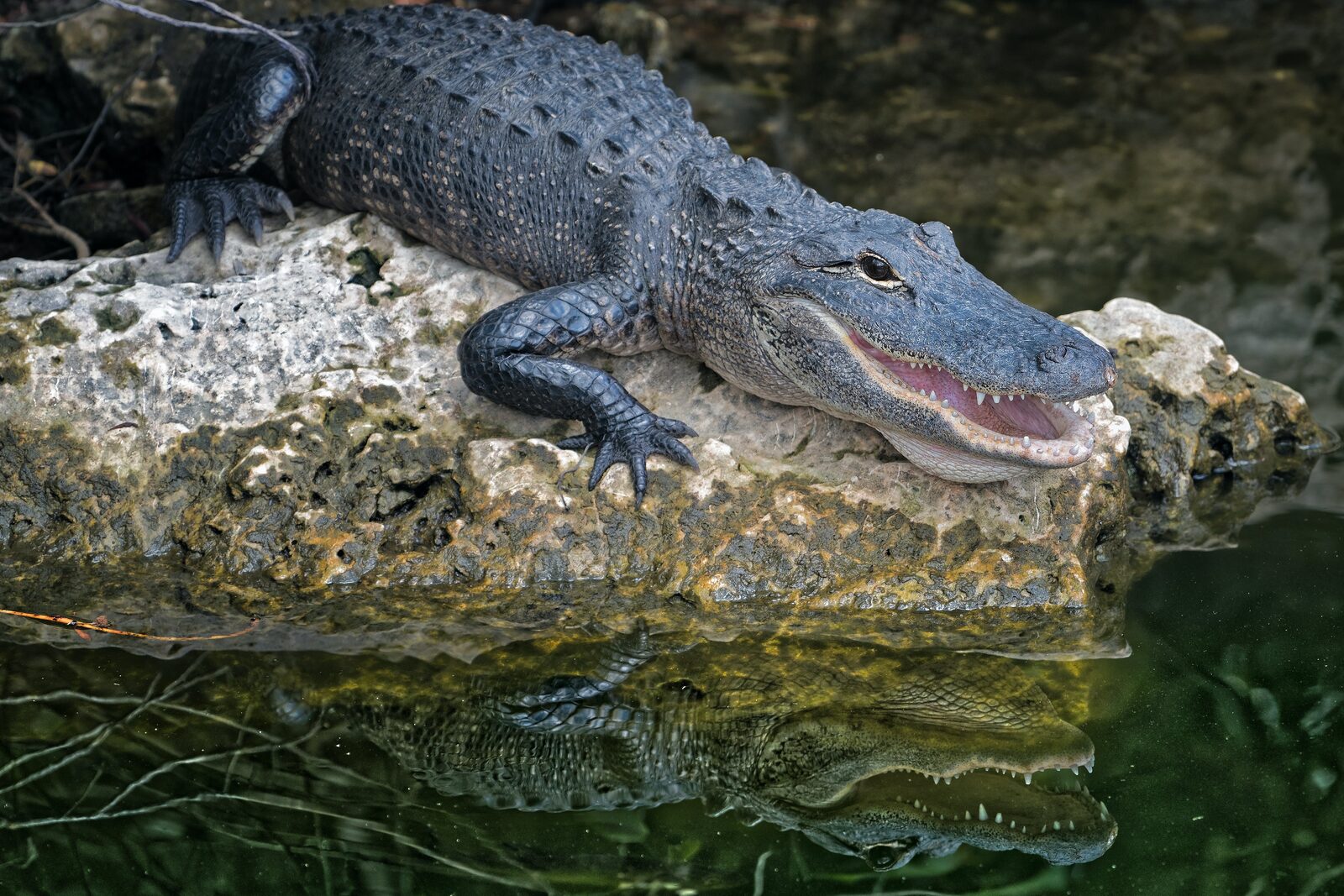 An alligator holding a prime sunlit spot on a rock at the water's edge