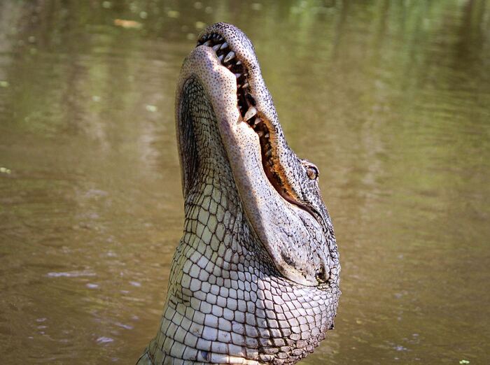 An alligator rearing up out of the water with its mouth open