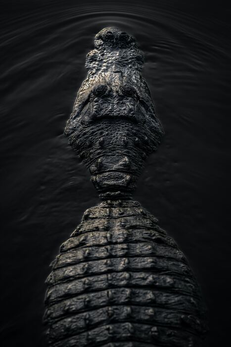 Close view of the dark armoured scutes on an alligator's back