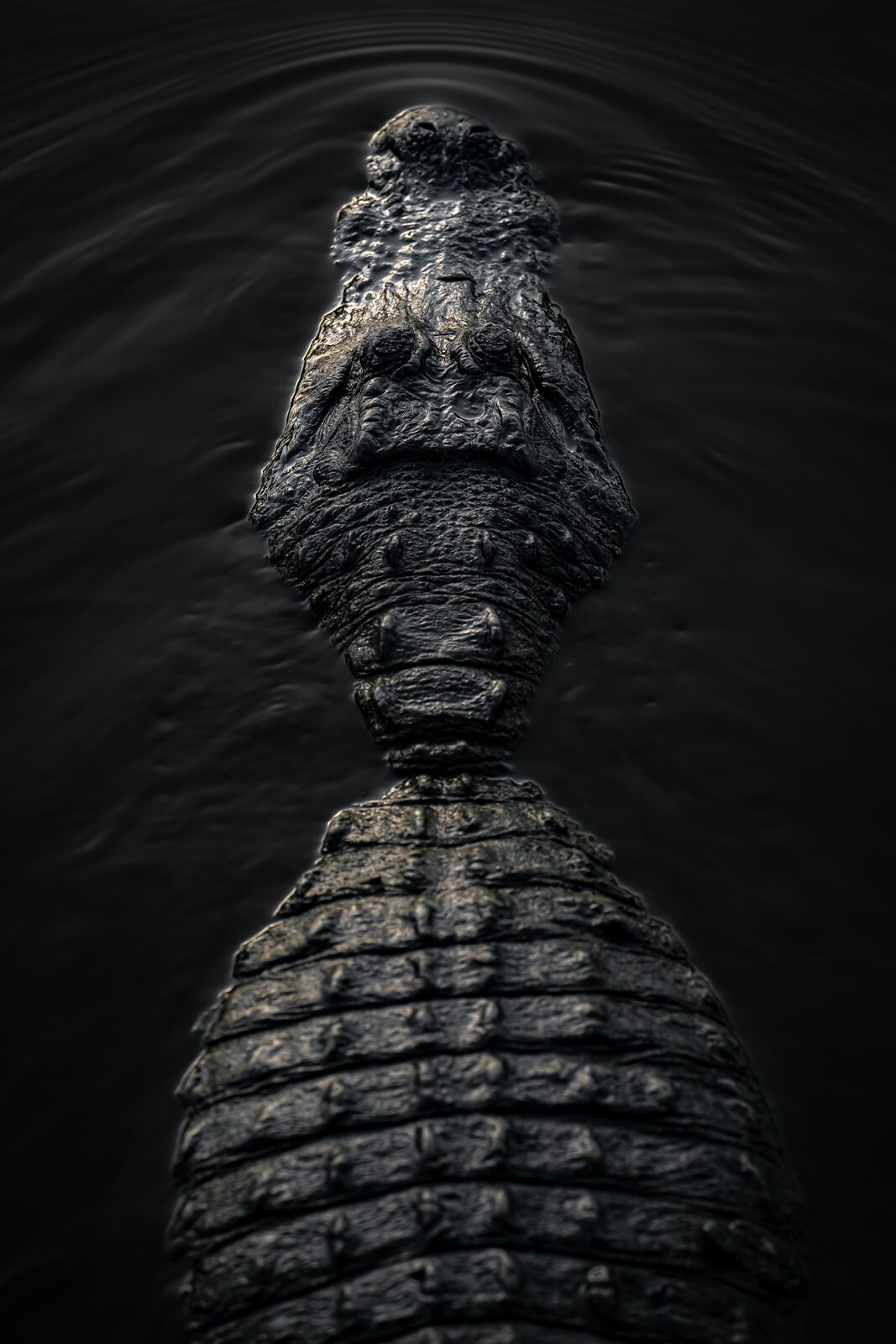 An alligator's armoured back seen from directly above in dark water