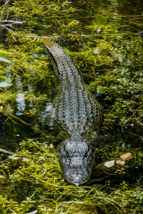 An alligator floating in bright green duckweed, seen from above