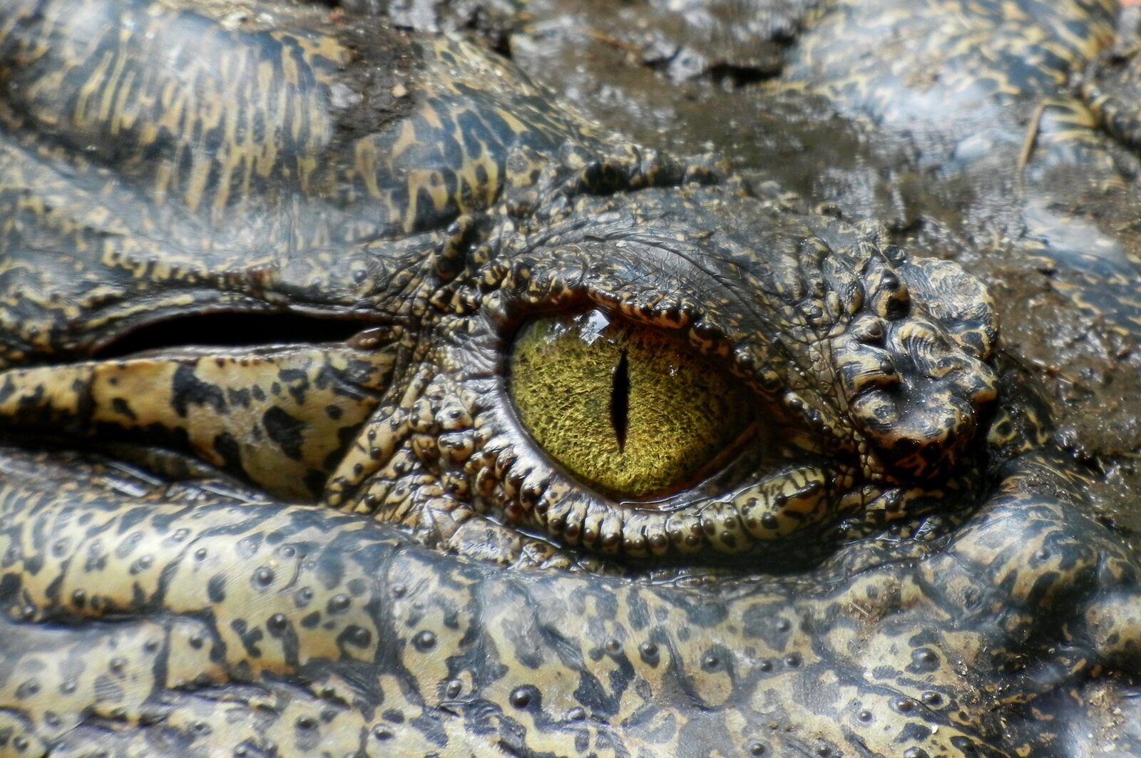 Extreme close-up of armoured alligator skin around the eye