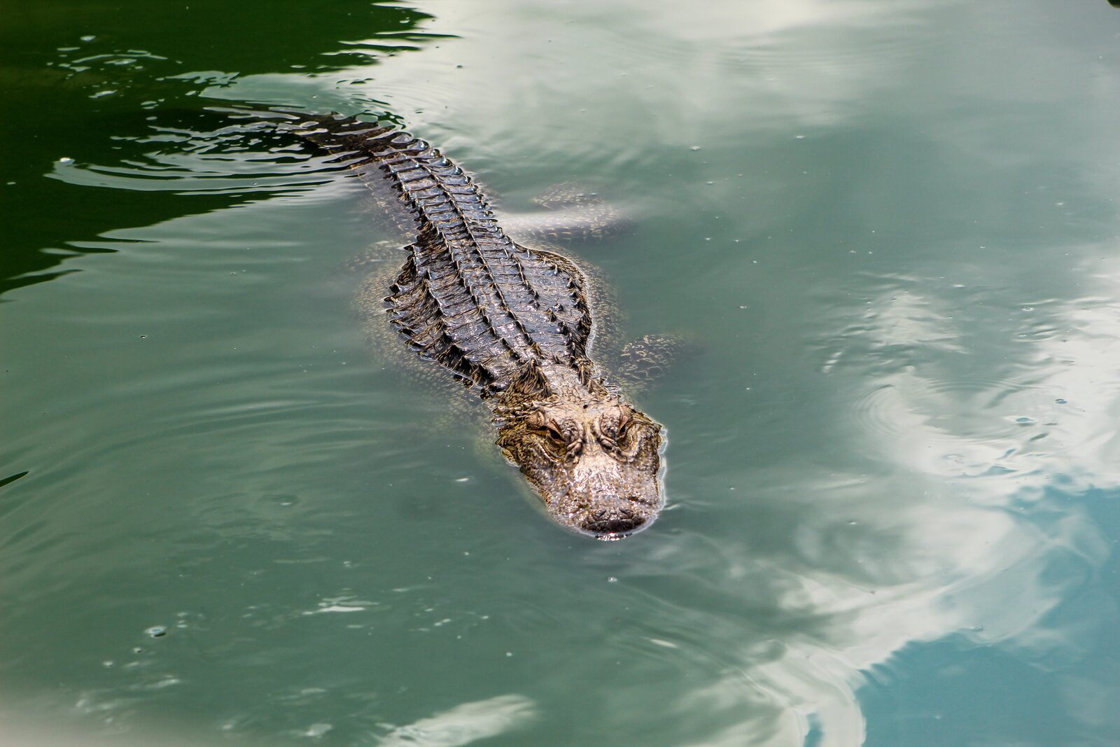 An alligator swimming through green water, seen from above