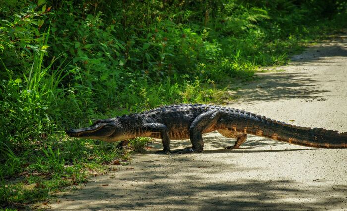 An alligator walking along a path away from the water