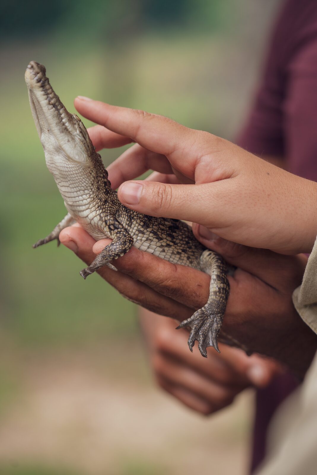 A tiny alligator hatchling held carefully in a pair of hands