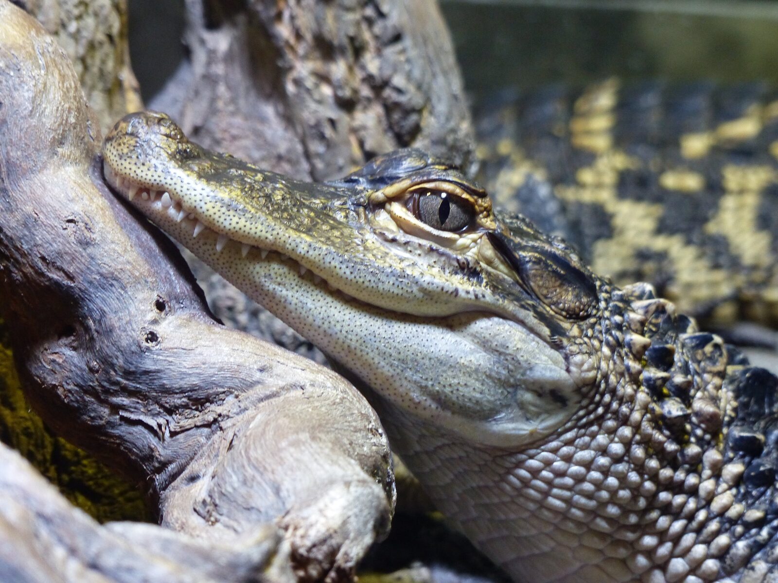 A group of juvenile alligators resting together in a heap