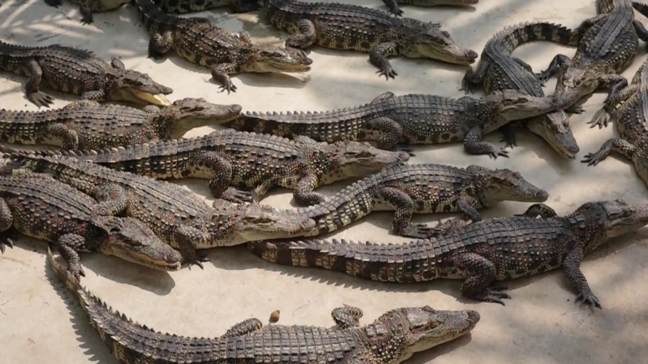 Dozens of alligators packed together at a farm